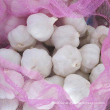 Supplying Fresh Pure White Garlic